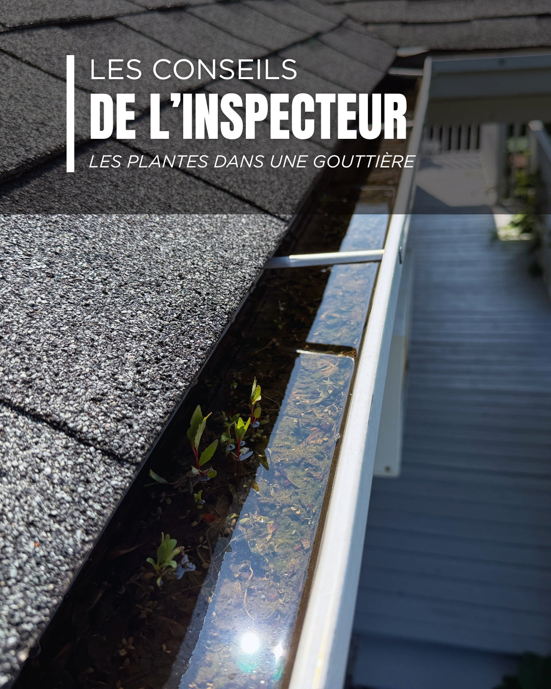 Les conseils de l'inspecteur : Des plantes dans une gouttière? Ce que cette inspection nous a révélé.