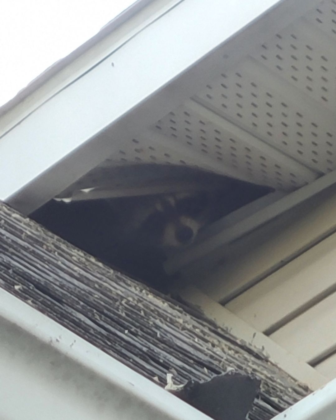 Une famille de ratons laveurs dans l'entretoit