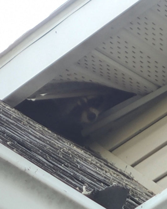 Une famille de ratons laveurs dans l'entretoit